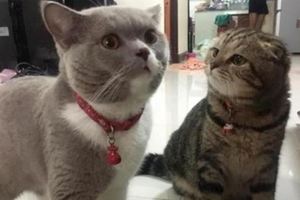 貓貓碗裡的貓糧被母貓吃了，母貓一臉不承認，網友紛紛表示「太萌了」