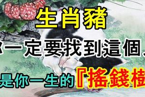 生肖豬：你一定要找到這個人，他是你一生的『搖錢樹』！