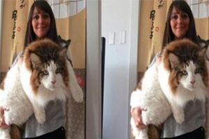 女子購買一隻寵物貓，賣家說這是世界上最大的貓，女子兩年後就傻眼了