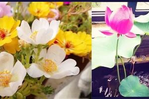 不怕曬的6種花，放陽台花開才越多，沒光反倒長不好！