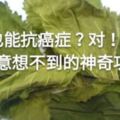 桑葉也能抗癌症？對！桑葉有你意想不到的神奇功效