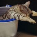 這隻貓咪自從認識水桶後從此把它當成專屬睡窩，看到牠的「殭屍手睡姿」害大家都笑哭了！