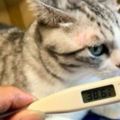 當你養有一隻貓，請假只需3分鐘，主人不想上班想請病假，於是就拿體溫計給貓測，原來還有這操作？看完不得不服！