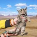 去西藏旅行在海拔5000米高原撿到一隻貓！獸醫看過後...給了令他們超開心的答案！！