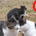 兩隻貓咪秀恩愛，旁邊橘貓終於看不下去：「我跳出來又跳進去，揍我啊笨蛋！」