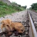 狗狗雙腿被火車碾壓粉碎，6個月後再見恩人，哭成淚人