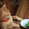 貓咪坐著等飯吃，看到盤子裡是一盤蔬菜後，眼神立馬變了