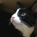 網友開玩笑說在亞馬遜網購了隻貓，沒想到引來官方回覆，讓大家全笑翻！