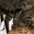 貓咪睡覺遭同伴屁壓，縫隙中露出厭世白眼：救命啊～快不能呼吸了啊！