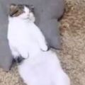貓咪敞開肚皮睡在地上，鏟屎官給牠蓋了小被子後，牠便安穩地睡了