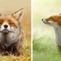 這真的是狐狸嗎？看它們平和又可愛的模樣，真是覺得以前都誤會它們了！