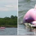 他們超激動拍到罕見「粉紅色海豚」，下一秒視線裡又出現牠帶來的朋友...