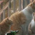 橘貓竟每天拖家帶口過來蹭吃，網友：過分了，三隻橘貓真心養不起