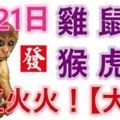 1月21日生肖運勢_雞、鼠、蛇大吉