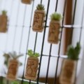 幼兒園創意植物角—帶孩子種出個春天來！