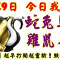 8月19日，今日我最旺！蛇兔馬龍雞鼠羊牛！【96888】越早打開越靈驗！點個讚吧！