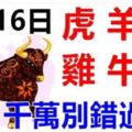 9月16日生肖運勢_虎、羊、兔大吉