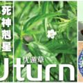 一名末期患者服用「憂遁草」後，竟然奇跡痊癒！療效：治療「cancer」、疔瘡腫瘤、黃膽肝炎、清熱解毒、風濕疼痛