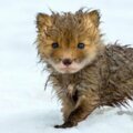 他在「無人類極地」拍下純真北極狐　一家大小好奇眼神盯著看超療癒