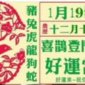 1月19號，喜鵲登門報喜，好運當頭，由窮轉富