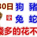 1月30日生肖運勢_狗、豬、羊大吉