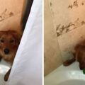 「我的狗狗總是一臉擔心地盯著我洗澡」貼心的毛小還在生活中還有什麼令主人感動的行為呢?