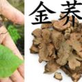 中藥金蕎麥：清熱解毒，祛痰排膿，散瘀止痛