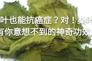 桑葉也能抗癌症？對！桑葉有你意想不到的神奇功效