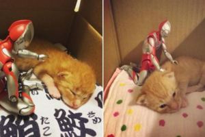 日本網友把小貓咪撿回家後派出鹹蛋超人守護，一段時間後拍下的生活照讓大家都覺得超暖心的！