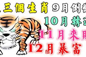 這三個生肖，9月倒黴，10月轉運，11月來財，12月暴富！