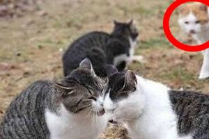 兩隻貓咪秀恩愛，旁邊橘貓終於看不下去：「我跳出來又跳進去，揍我啊笨蛋！」