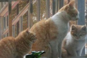 橘貓竟每天拖家帶口過來蹭吃，網友：過分了，三隻橘貓真心養不起