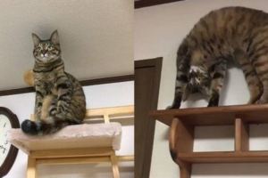 《姿勢超謎的貓咪》，哪時候養成這爬高高練瑜珈的興趣啦！