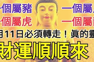 1月11日，一個屬龍，一個屬虎，一個屬馬，一個屬豬今天必須轉走！財運順順來！真的靈！