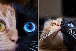 萬中選一的絕美貓咪像是「2隻貓咪的合體」，視線往下移看到的毛色更是出乎大家的意料！