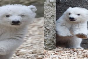 德國「狂眨電眼萌翻你」的北極熊寶寶初亮相，才剛學會走路的牠「一夕成網紅」！