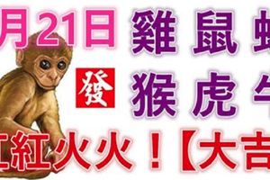 1月21日生肖運勢_雞、鼠、蛇大吉