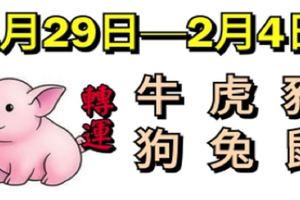 十二生肖每週運勢播報（1月29日—2月4日）