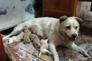 生下一窩小狗只剩下一隻，家裡的土狗哭著把最後的孩子護在懷裡