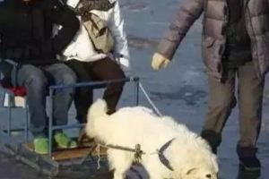 「狗拉雪橇」項目仍存在！一隻狗拉著兩個人，累的雙腿瑟瑟發抖