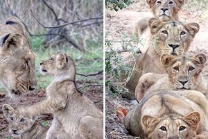 「請幫拍全家福照～」　大小獅子走過來「排排坐好」　攝影師捕捉到的畫面萌哭了