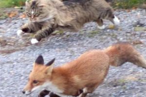 正在驅趕一隻野狐狸的挪威森林貓，真是猛如虎啊...