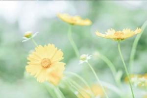 7月桃花飄零，8月紅鸞星升起，9月牽手真愛的三大星座！