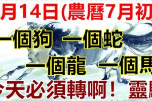 8月14日(農曆7月初4)要格外留心了，一個狗，一個蛇，一個龍，一個馬！大吉大利！