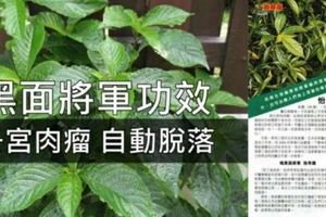 「黑面將軍」是一種神奇藥草！適量服用，可治療子宮肌瘤、癌症、糖尿病和結石症等病症。