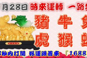 11月28日時來運轉一路發，豬牛兔虎猴蛇，88秒內打開，好運跟著來『16888』