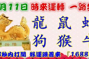 1月11日時來運轉一路發，龍鼠蛇狗猴牛，88秒內打開，好運跟著來『16888』