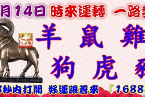 1月14日時來運轉一路發，羊鼠雞狗虎豬，88秒內打開，好運跟著來『16888』