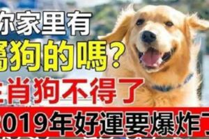 生肖狗不得了，你家裡有屬狗的嗎？尤其是在2019年，最有好運