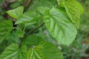 小桑葉大用處，天天堅持泡水喝，一段時間後，身體出現多種驚喜